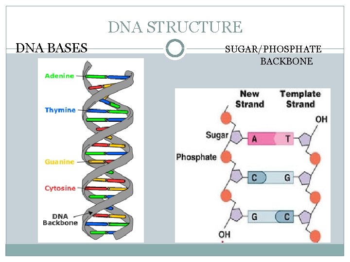 DNA STRUCTURE DNA BASES SUGAR/PHOSPHATE BACKBONE 