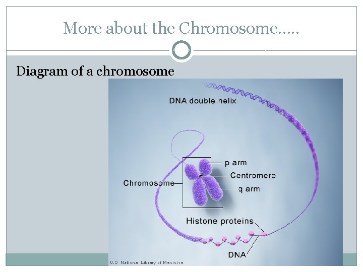 More about the Chromosome…. . Diagram of a chromosome 