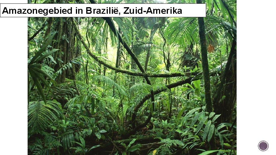 Amazonegebied in Brazilië, Zuid-Amerika 