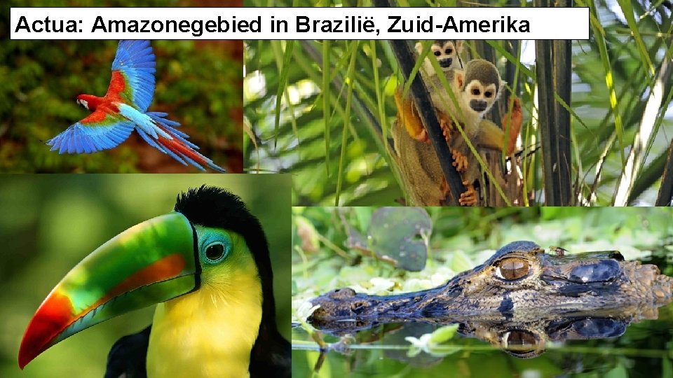 Actua: Amazonegebied in Brazilië, Zuid-Amerika 