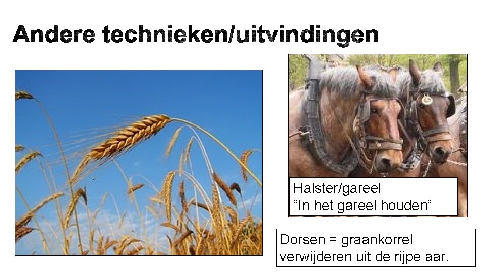 Halster/gareel “In het gareel houden” Dorsen = graankorrel verwijderen uit de rijpe aar. 