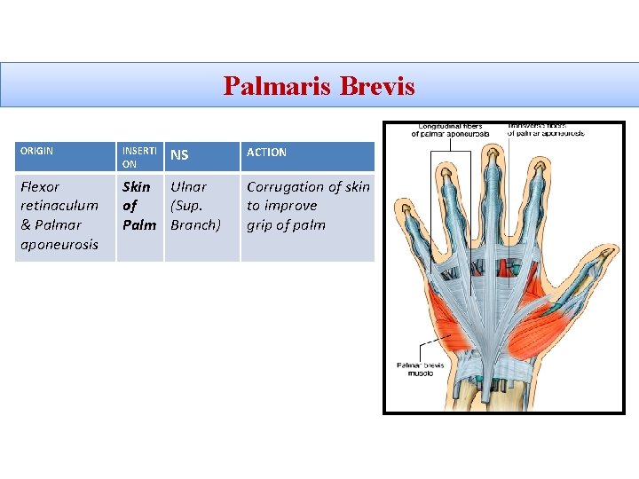 Palmaris Brevis NS ORIGIN INSERTI ON Flexor retinaculum & Palmar aponeurosis Skin Ulnar of