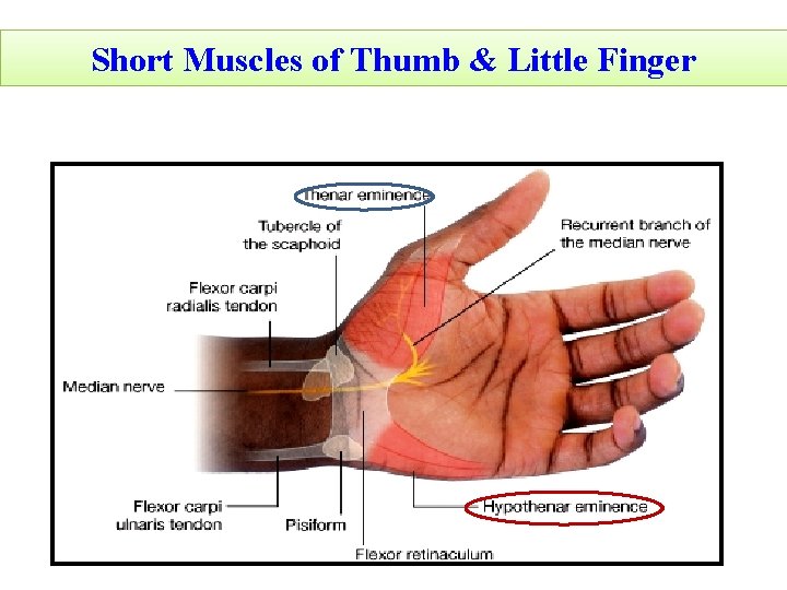 Short Muscles of Thumb & Little Finger 