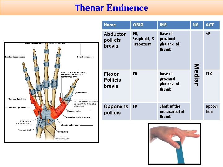 Thenar Eminence ORIG INS Abductor pollicis brevis FR, Scaphoid, & Trapezium Base of proximal