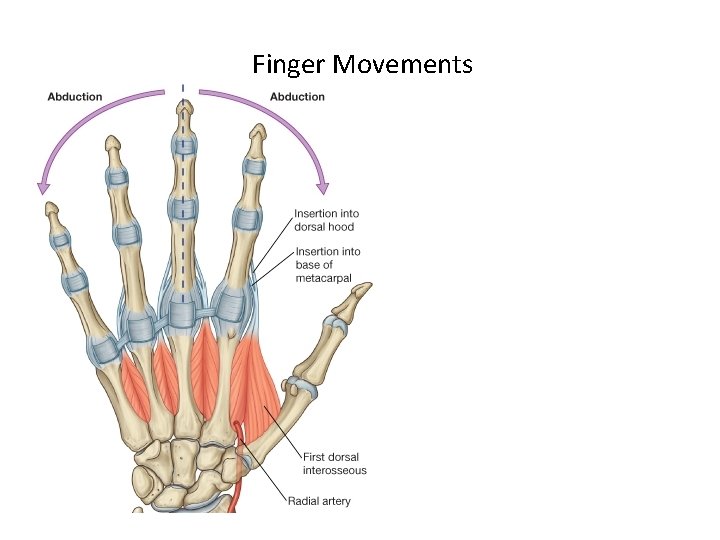 Finger Movements 