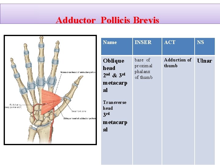Adductor Pollicis Brevis Name INSER ACT NS Oblique head 2 nd & 3 rd
