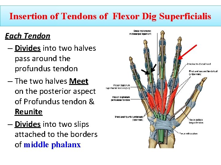 Insertion of Tendons of Flexor Dig Superficialis Each Tendon – Divides into two halves