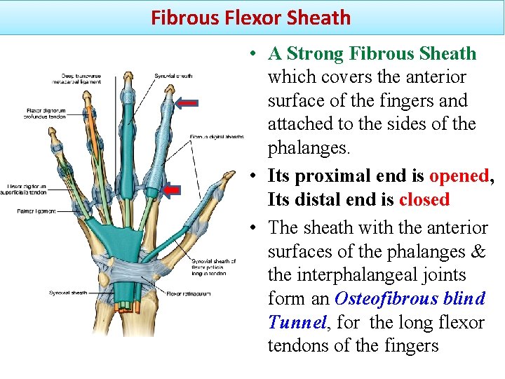 Fibrous Flexor Sheath • A Strong Fibrous Sheath which covers the anterior surface of