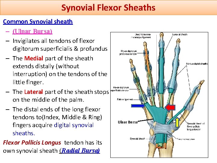 Synovial Flexor Sheaths Common Synovial sheath – (Ulnar Bursa) – Invigilates all tendons of