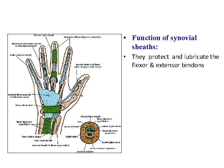  • Function of synovial sheaths: • They protect and lubricate the flexor &