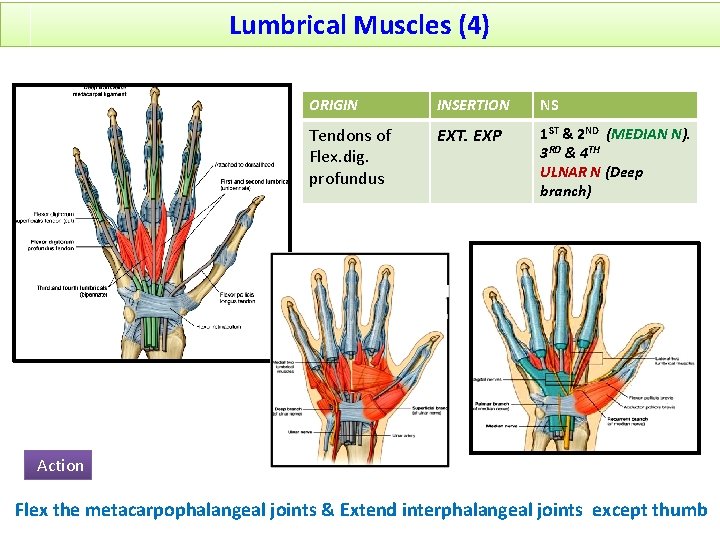Lumbrical Muscles (4) ORIGIN INSERTION NS Tendons of Flex. dig. profundus EXT. EXP 1