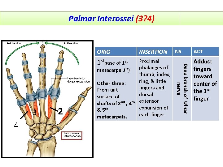 Palmar Interossei (3? 4) INSERTION 1 stbase of 1 st Proximal phalanges of thumb,