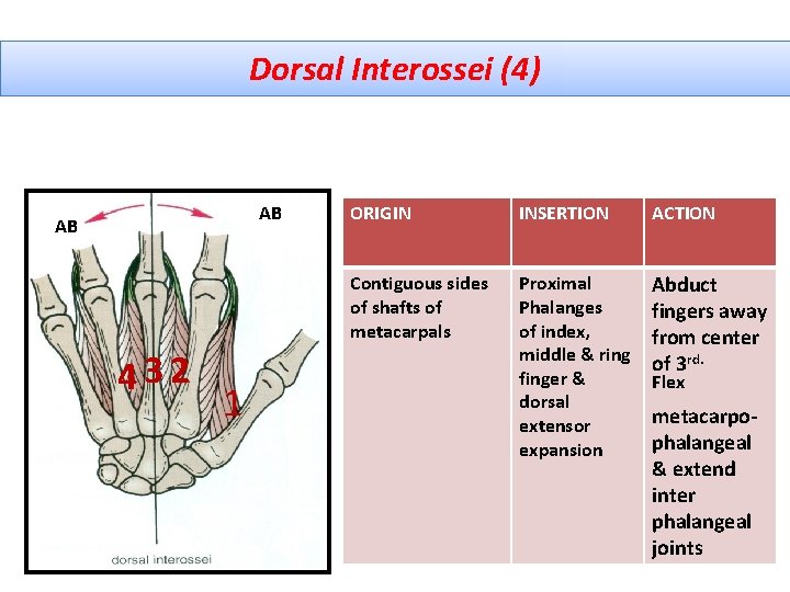 Dorsal Interossei (4) AB AB 432 1 ORIGIN INSERTION ACTION Contiguous sides of shafts