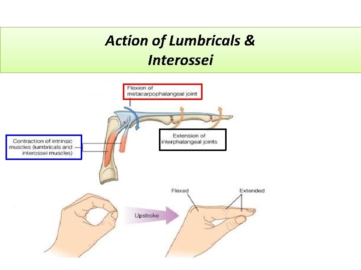 Action of Lumbricals & Interossei 