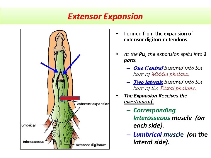Extensor Expansion • Formed from the expansion of extensor digitorum tendons • At the