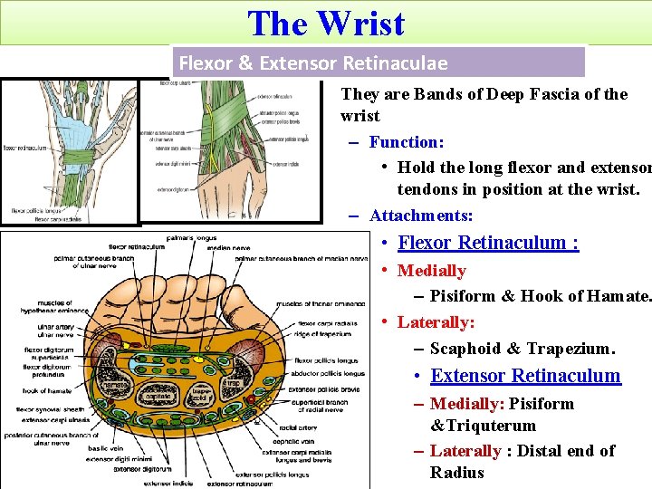 The Wrist Flexor & Extensor Retinaculae • They are Bands of Deep Fascia of