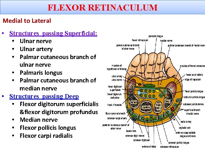 FLEXOR RETINACULUM Medial to Lateral • Structures passing Superficial: • Ulnar nerve • Ulnar