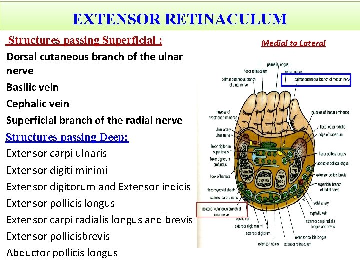 EXTENSOR RETINACULUM Structures passing Superficial : Dorsal cutaneous branch of the ulnar nerve Basilic