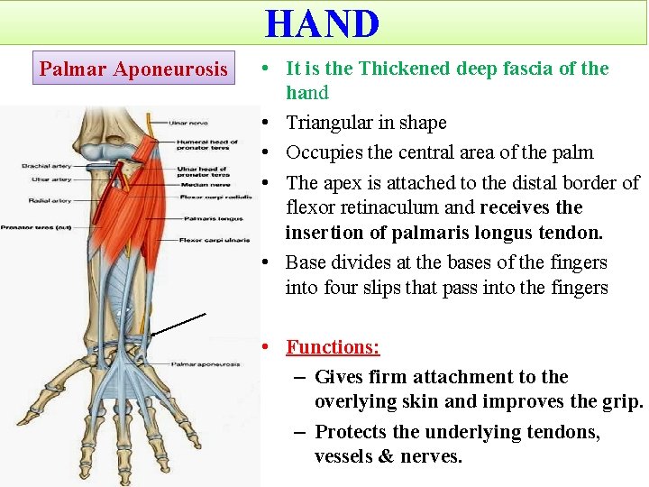 HAND Palmar Aponeurosis • It is the Thickened deep fascia of the hand •