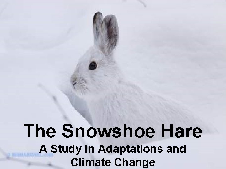 The Snowshoe Hare A Study in Adaptations and Climate Change 