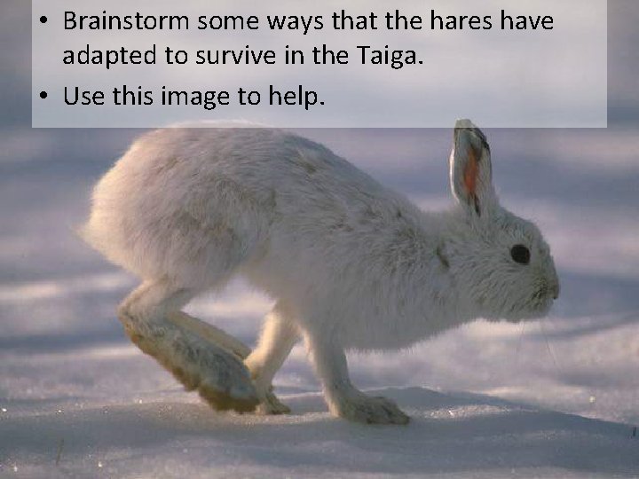  • Brainstorm some ways that the hares have adapted to survive in the