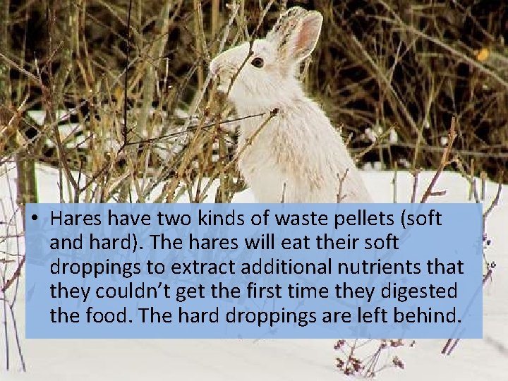  • Hares have two kinds of waste pellets (soft and hard). The hares