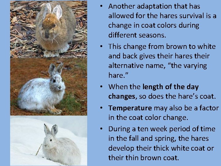  • Another adaptation that has allowed for the hares survival is a change