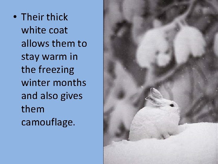  • Their thick white coat allows them to stay warm in the freezing