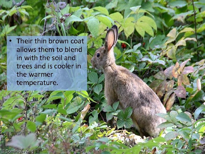  • Their thin brown coat allows them to blend in with the soil