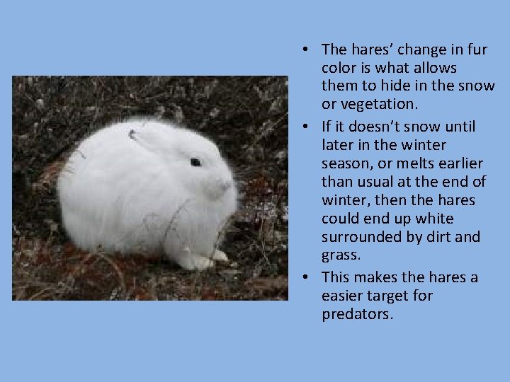  • The hares’ change in fur color is what allows them to hide