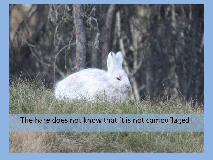The hare does not know that it is not camouflaged! 