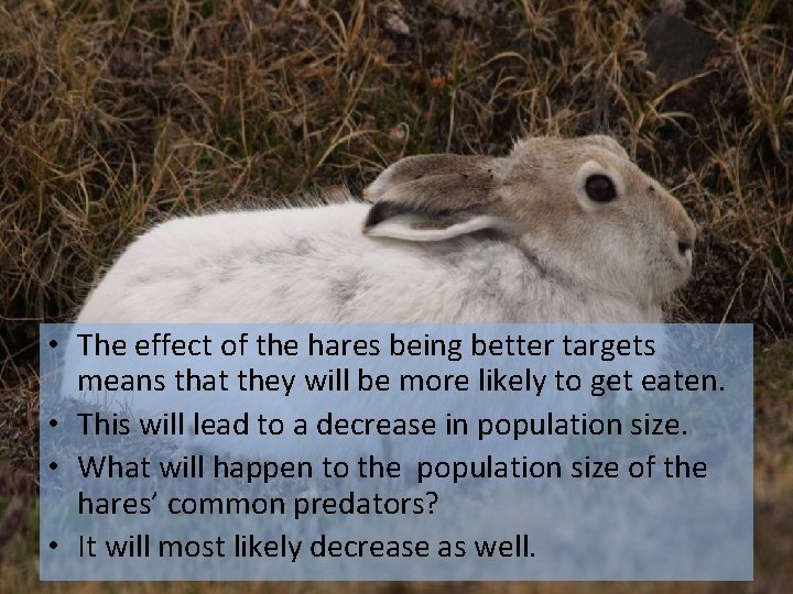 • The effect of the hares being better targets means that they will