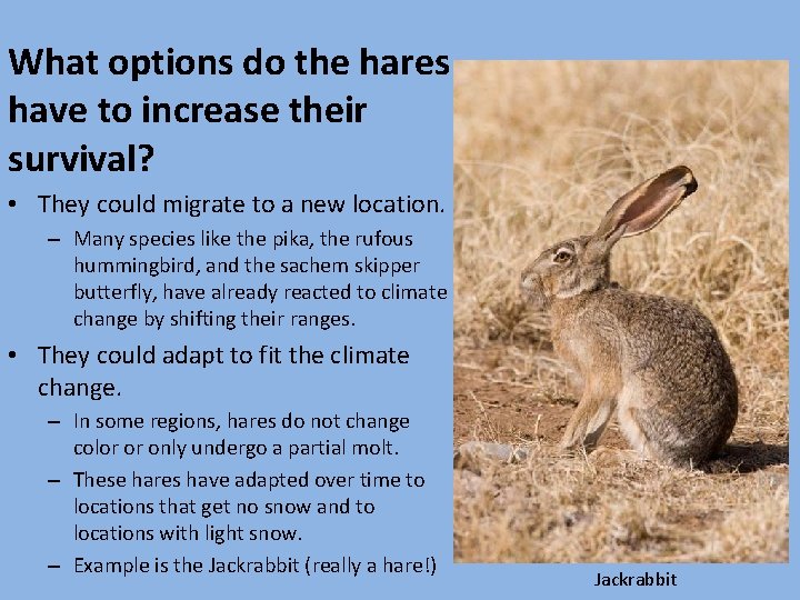 What options do the hares have to increase their survival? • They could migrate