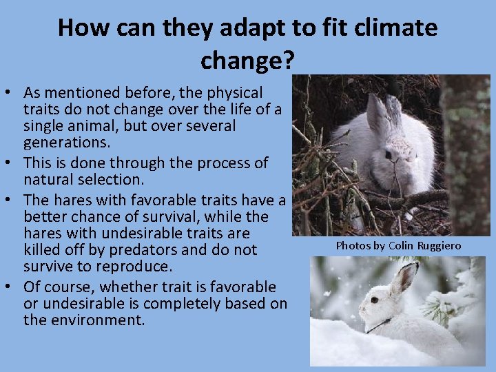 How can they adapt to fit climate change? • As mentioned before, the physical