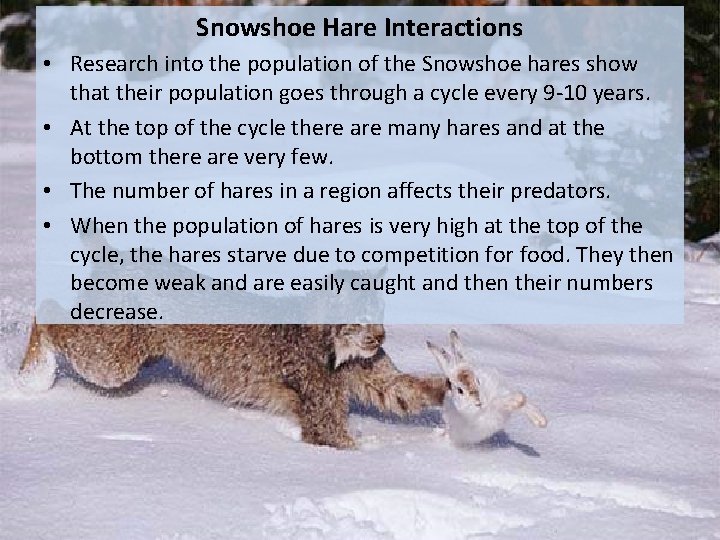 Snowshoe Hare Interactions • Research into the population of the Snowshoe hares show that