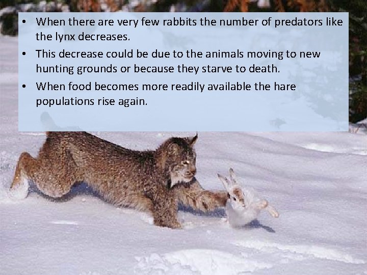  • When there are very few rabbits the number of predators like the