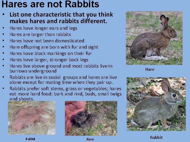 Hares are not Rabbits • List one characteristic that you think makes hares and