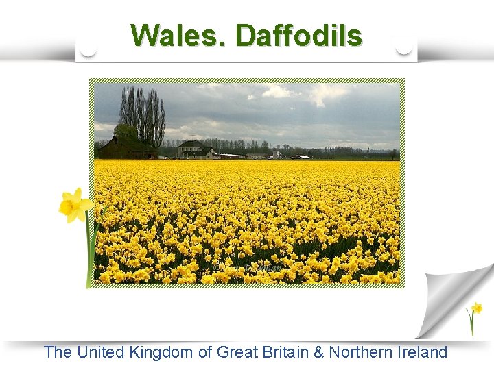 Wales. Daffodils The United Kingdom of Great Britain & Northern Ireland 