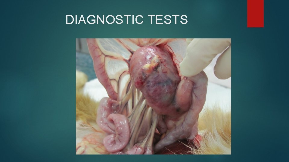 DIAGNOSTIC TESTS DIAGNOSTIC TESTS