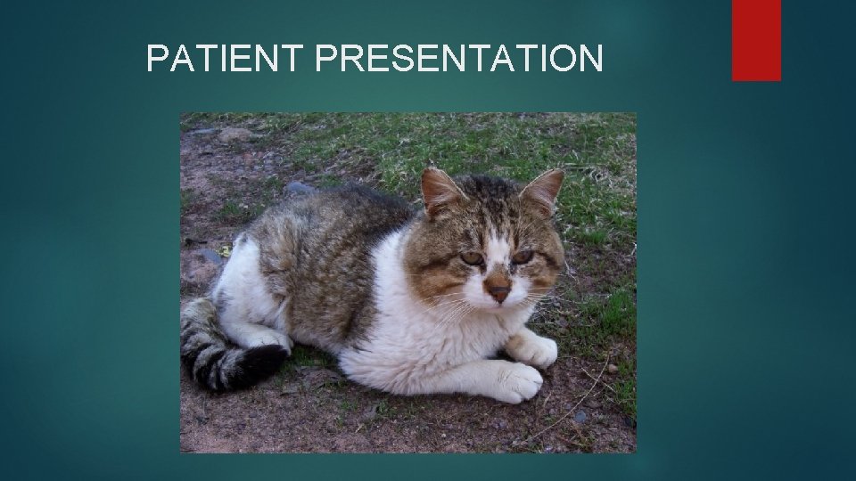 PATIENT PRESENTATION PATIENT PRESENTATION
