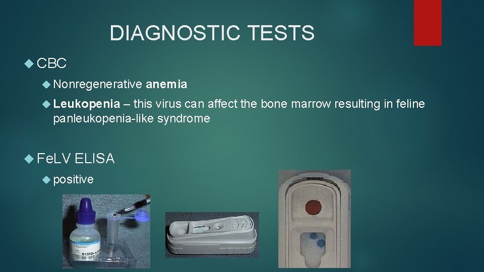 DIAGNOSTIC TESTS CBC Nonregenerative Leukopenia anemia – this virus can affect the bone marrow DIAGNOSTIC TESTS CBC Nonregenerative Leukopenia anemia – this virus can affect the bone marrow