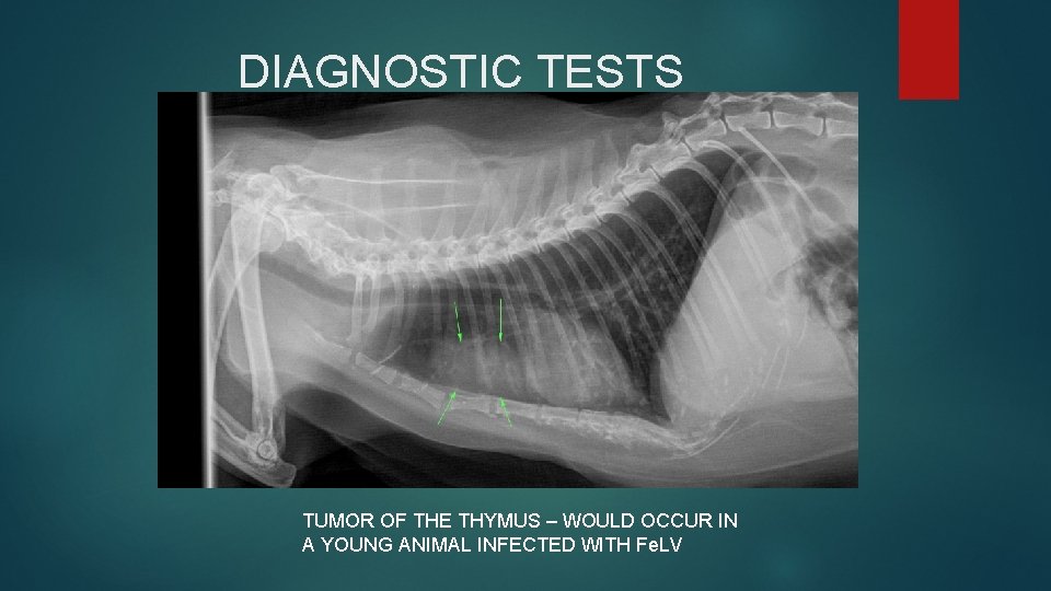 DIAGNOSTIC TESTS TUMOR OF THE THYMUS – WOULD OCCUR IN A YOUNG ANIMAL INFECTED DIAGNOSTIC TESTS TUMOR OF THE THYMUS – WOULD OCCUR IN A YOUNG ANIMAL INFECTED