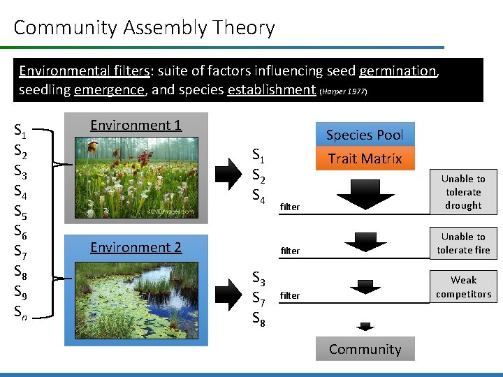 Community Assembly Theory Environmental filters: suite of factors influencing seed germination, seedling emergence, and