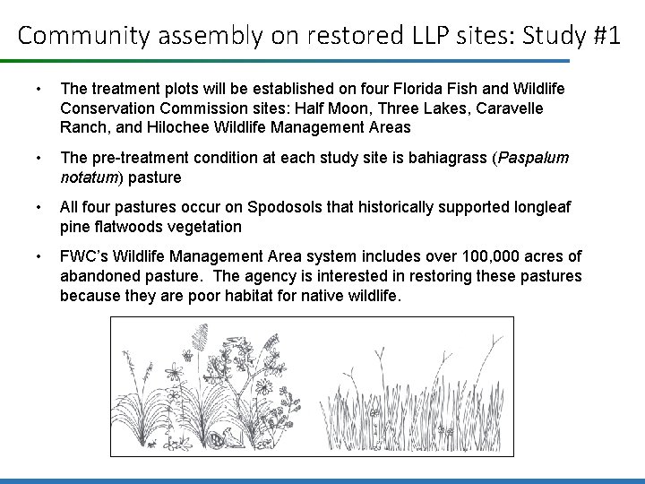 Community assembly on restored LLP sites: Study #1 • The treatment plots will be
