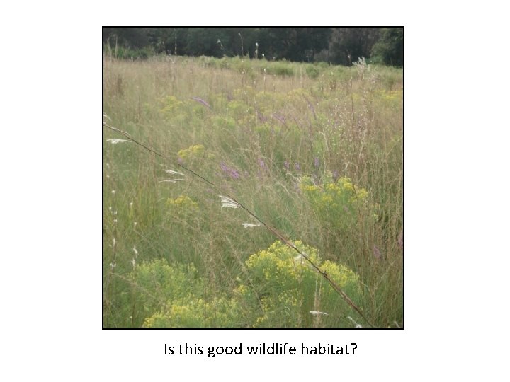 Is this good wildlife habitat? 