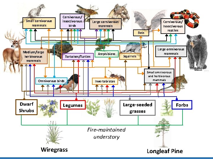 Small carnivorous mammals Carnivorous/ insectivorous birds Large carnivorous mammals Carnivorous/ Insectivorous reptiles Bats Medium/large