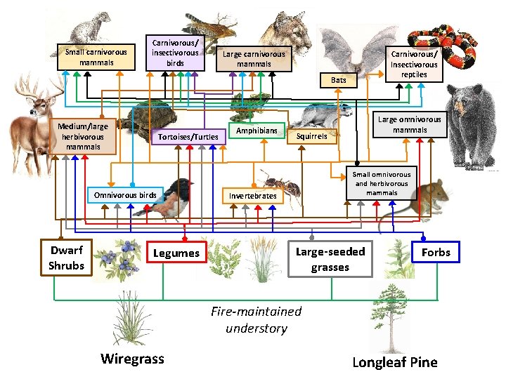 Small carnivorous mammals Carnivorous/ insectivorous birds Large carnivorous mammals Carnivorous/ Insectivorous reptiles Bats Medium/large