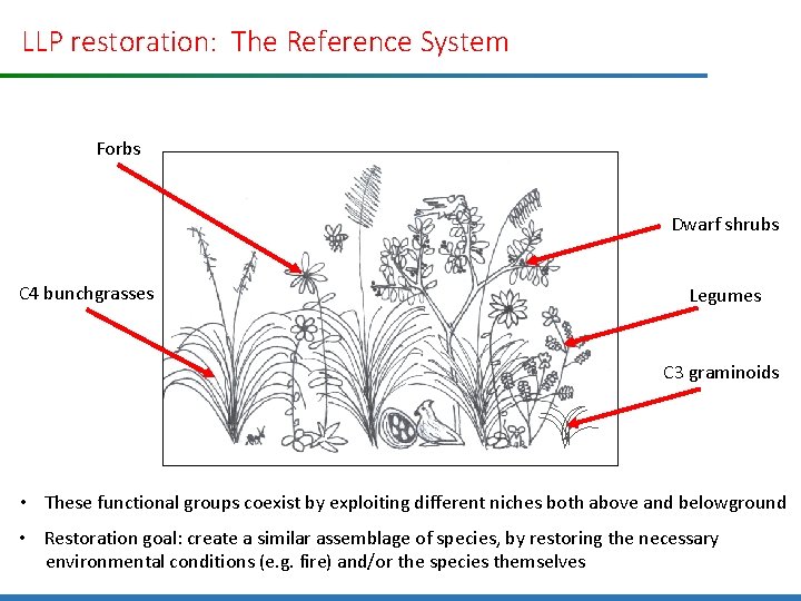 LLP restoration: The Reference System Forbs Dwarf shrubs C 4 bunchgrasses Legumes C 3