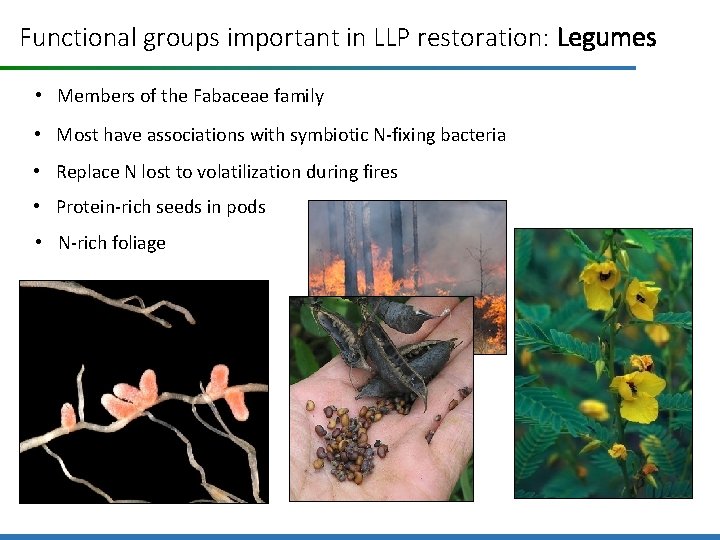 Functional groups important in LLP restoration: Legumes • Members of the Fabaceae family •
