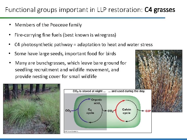 Functional groups important in LLP restoration: C 4 grasses • Members of the Poaceae